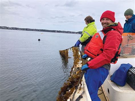 The Problem Solvers: Seaweed Farming Challenges - Aquaculture North America