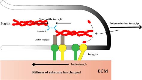 Substrate Stiffness In Nerve Cells Weijin Si Jihong Gong Xiaofei