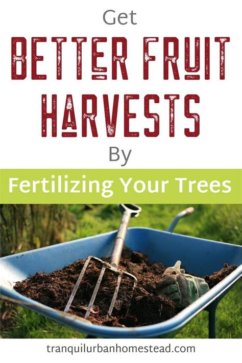 How To Make And Apply Homemade Fruit Tree Fertilizer [ Video