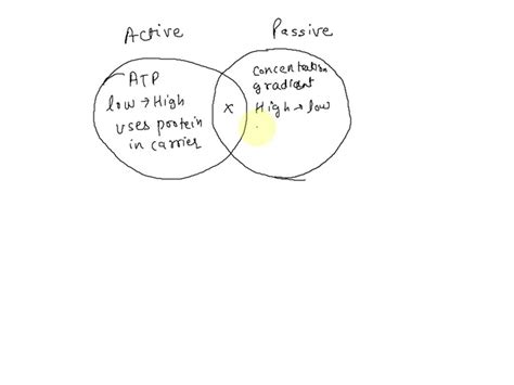 Solved Jen Makes A Venn Diagram To Compare Active Transport And