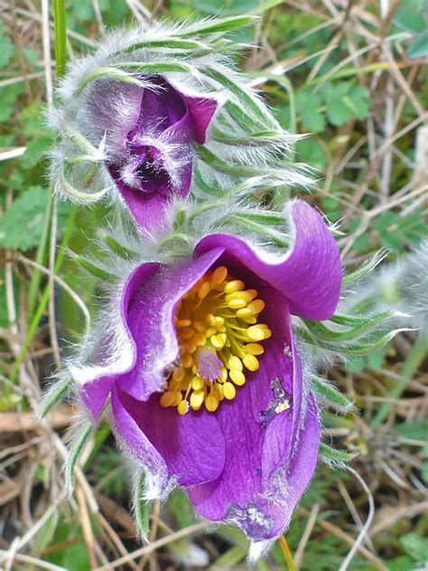 Photographs Of Pulsatilla Vulgaris UK Wildflowers Two Flowers