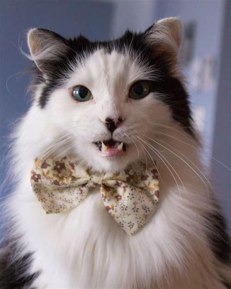 The Oreo Cat® On Instagram My Happy Place Is At The Dinner Table