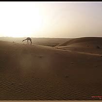 Terjit En Mauritanie Oasis De Terjit Adrar Mauritanie Routard