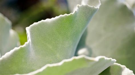 Kalanchoe Beharensis How To Grow And Care For Velvet Leaf