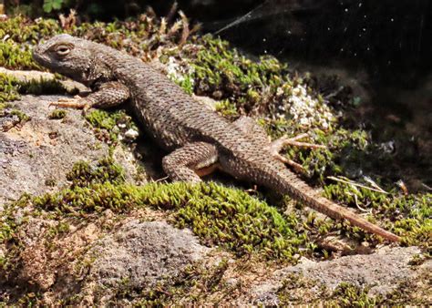 Western Fence Lizard Range