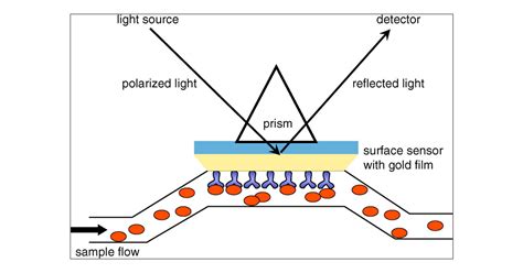 Surface Plasmon Resonance Spectroscopy A Versatile Technique In A Biochemist’s Toolbox