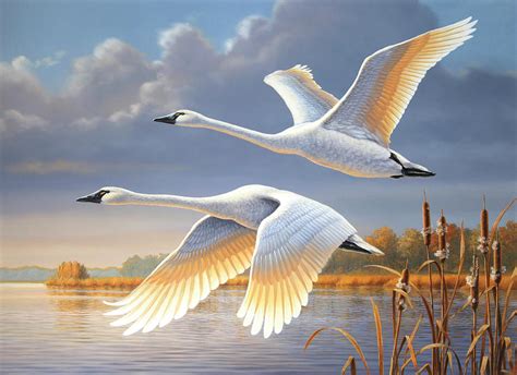 Swans Over The James Painting By Guy Crittenden Fine Art America