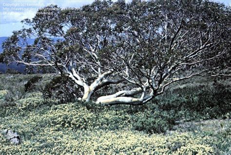 Plantfiles Pictures Eucalyptus Species Alpine Snow Gum Snow Gum Tree