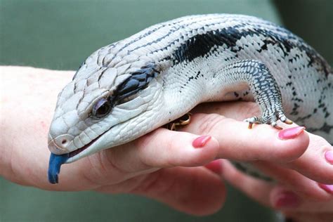 Blue Tongue Skink: Cute Reptile with Striking Blue Tongue