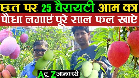 छत पर 25 ट्रेडिंग वैरायटी आम वाले पौधे गमले में लगाएं 25 Mango Plant