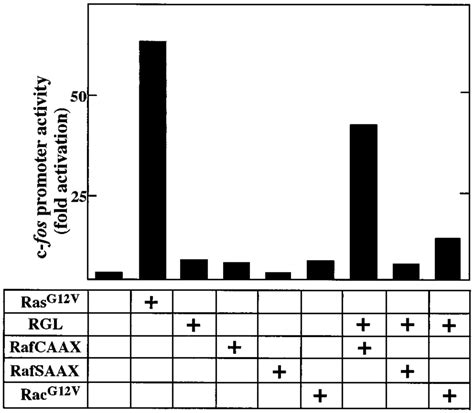 Synergistic Action Of Rgl And Rafcaax In C Fos Luciferase Expression