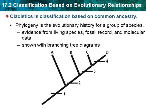classification based  evolutionary relationships key