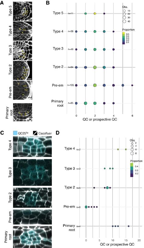 | Cellular layout of developing apical meristem of the lateral root ...
