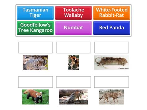 Guess the names of the animals! - Match up