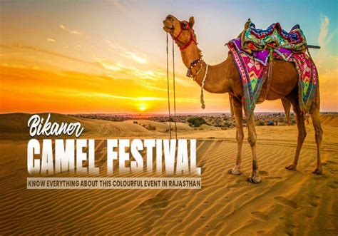 Discover Everything About Bikaner Camel Festival In Rajasthan That Is A ...