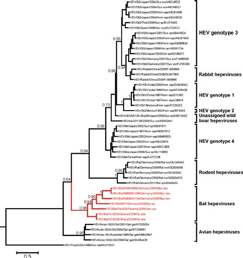 Partial RdRp gene phylogeny of the family Hepeviridae , including novel ...