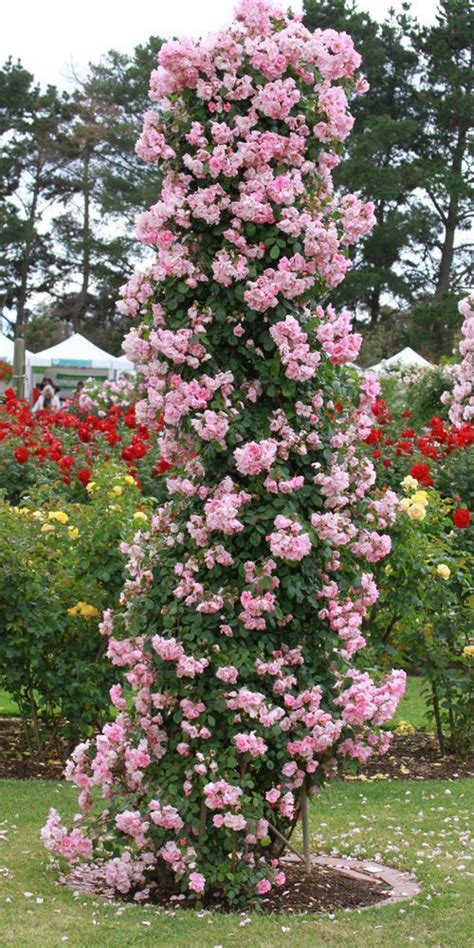 Climbing roses pergola collette climbing rose how to grow climbing ...