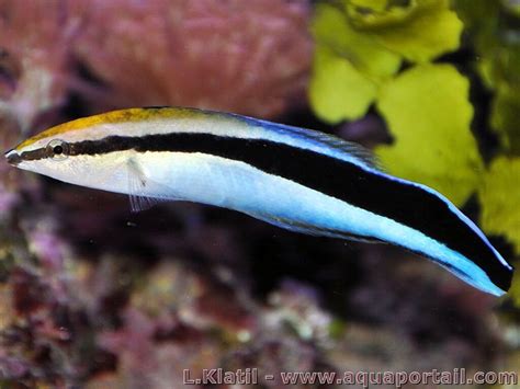 labre definition  explications