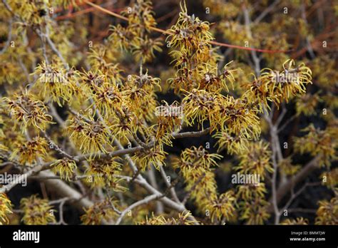 Zaubernuss Hamamelis X Intermedia Pallida Nahaufnahme Von Blumen