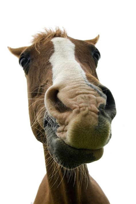 Smiling Horse stock photo. Image of funny, mouth, nose - 9241870