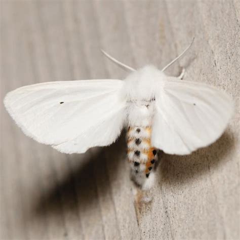 Spilosoma Virginica Bugguide Net