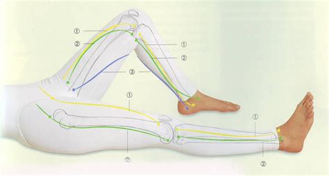 Traditional Thai Massage Lesson Two The Feet Legs