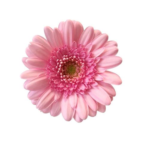 10 Mini Gerbera Rosa Bezahlbare Blumen De Dillenberger Blumen GmbH