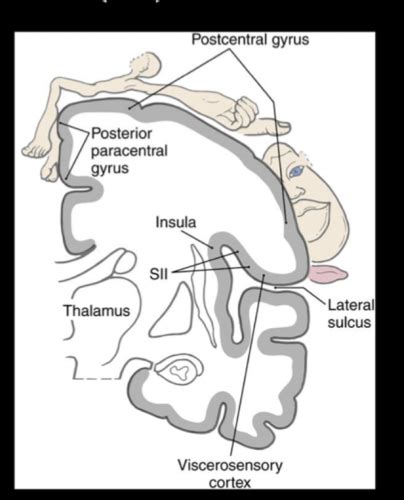 L 8 Somatosensory System Flashcards Quizlet