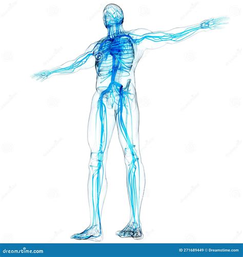 Human Internal Organs Circulatory System Heart Anatomy Иллюстрация