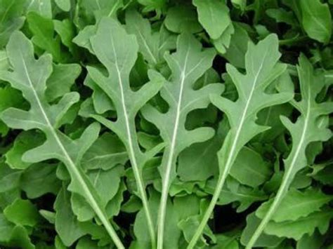 Wild Rocket Seeds Fast Growing Herbs And Spices Australia