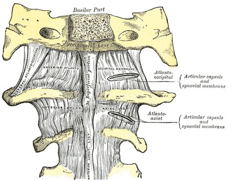 Articulaci N Atlanto Axial Guides Online