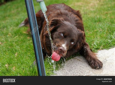 What Makes A Dog Thirsty