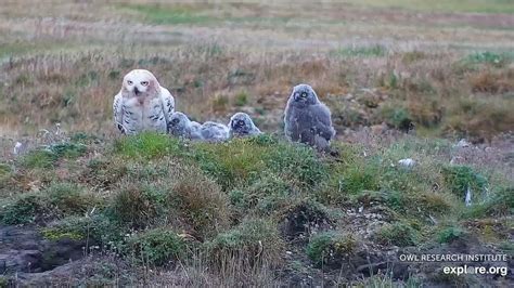 Arctic Snowy Owl Cam | 365 Days of Birds