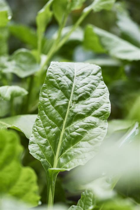 Spinach Perpetual Premier Seeds Direct