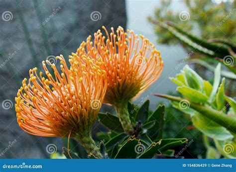 Two Yellow Flower of African Protea Stock Image - Image of named, plants: 154836429