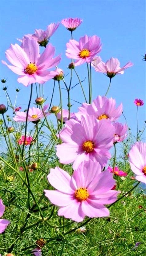 Pin by ℹℹ on Flowers Cosmos flowers Beautiful