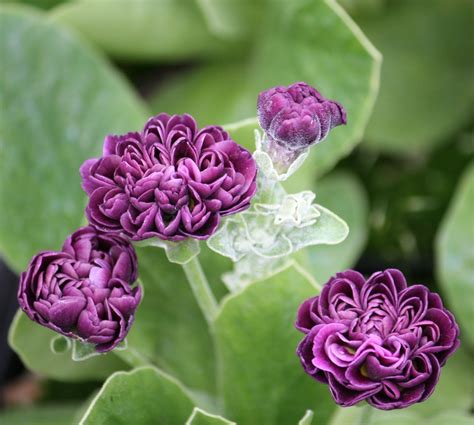 Edelweiss Perennials. Primula auricula 'Arctic Fox'