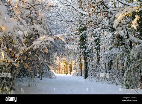 Narnia Winter Witch