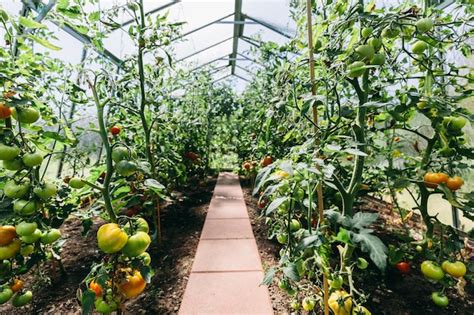 Premium Photo | Backyard greenhouse with tomato growing