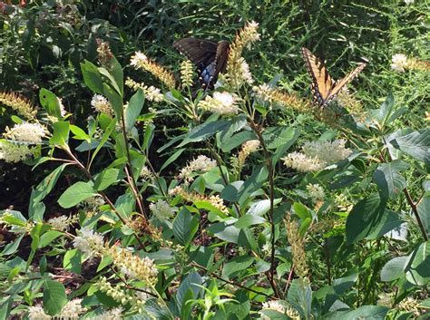 Clethra alnifolia (Sweet Pepperbush, Summersweet)