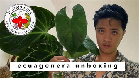 Ecuagenera Unboxing Rare Aroids Anthurium And Philodendron YouTube