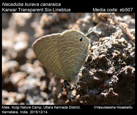 Nacaduba Kurava Moore Transparent Six Lineblue Butterfly