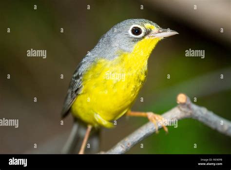 Canada Warbler Cardellina Canadensis Female Breeding Plumage Stock