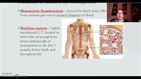 CH 19 The Blood Part 1 YouTube