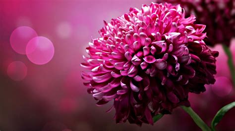 Beautiful Flower Images For Desktop | Best Flower Site