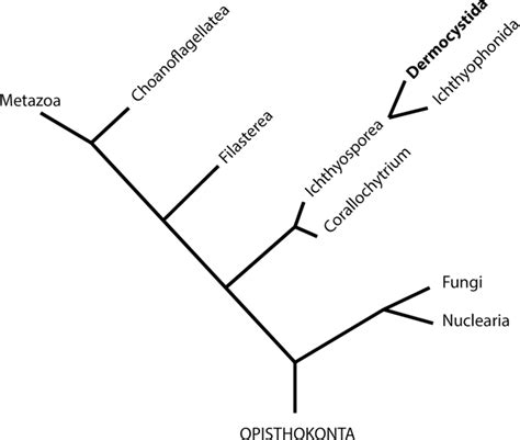 A Schematic Representation Of The Phylogenetic Position Of