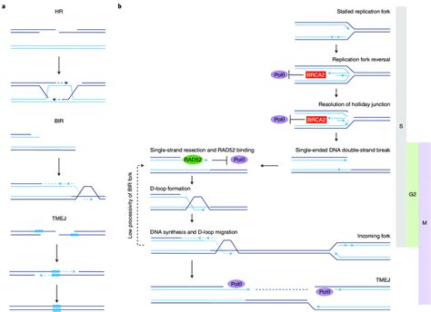 Interaction Between Brca Rad And Pol For Repair Of Collapsed Dna