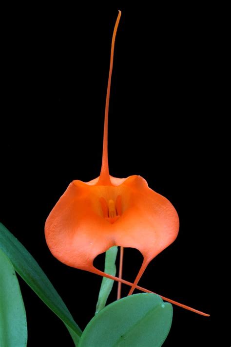 Masdevallia Hirtzii Wiel Driessen Flickr