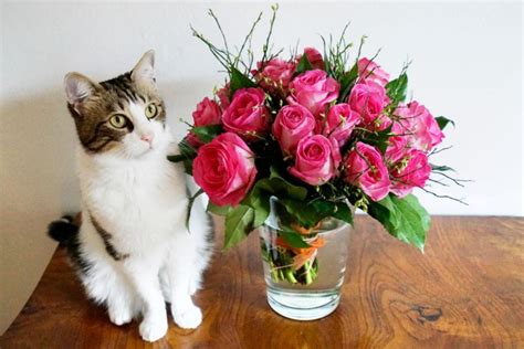 Cat And Roses Stock Photo, Picture And Royalty Free Image, 43% OFF