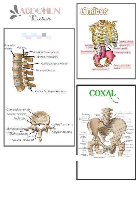 Huesos Y Músculos Del Abdomen Monse Bogado Udocz